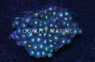 Blue/Green Zoa :: 55655