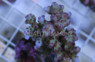 Green Loripes Acropora Coral :: 66017