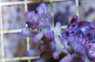 Turquoise Loripes Acropora Coral :: 66019