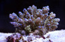 Green Polyp Blue Tenuis Acropora Coral :: 66124