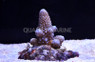 Blue Humilis Acropora Coral :: 66138