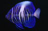 Maculosus Angelfish, Juvenile