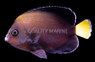 Bluespotted Angelfish