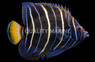 Chrysurus Angelfish, Sub-Adult