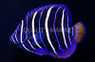 Chrysurus Angelfish, Sub-Adult