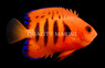 Flame Angelfish