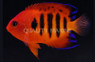 Flame Angelfish