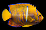 Passer Angelfish