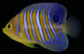 Orange Regal Angelfish, Juvenile