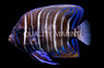 Sixbar Angelfish, Juvenile