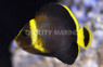 Blue Maze Angelfish