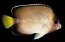 Yellow Tail Cream Angelfish