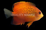 False Shepard's Angelfish, Hybrid :: 10109