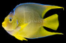 Queen Angelfish "Townsend", Hybrid :: 10112