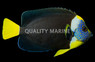False Personifer Angelfish, Male