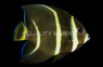 Gray Angelfish, Sub-Adult