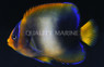 African Angelfish, Juvenile