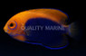 Orangeback Angelfish