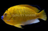 Goldflake Angelfish, Adult Hybrid :: 10182