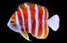 Peppermint Angelfish