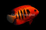 Flame Angelfish