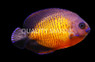Coral Beauty Angelfish, Lautoka :: 10204