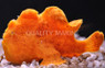 Tangerine Dream Pictus Anglerfish