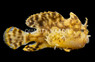 Zebra Sargassum Anglerfish