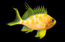 Borbonius Anthias