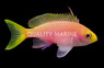 Resplendent Anthias, Female