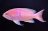 Red Belted Anthias