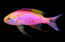 Ventralis Anthias, Male