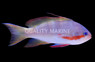 Hutchi Anthias