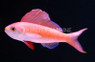 Philippine Sailfin Anthias, Male :: 11063