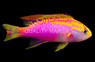 Coral Sea Ventralis Anthias, Male :: 11066