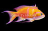 White Bar Anthias