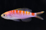 New Caledonia Sunrise Anthias, Female :: 11080