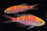 New Caledonia Sunrise Anthias, Pair :: 11082