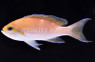 Yellow Anthias