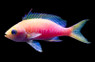 Coral Sea Flavicauda Anthias, Male :: 11095