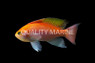 Hutomo's Anthias