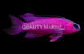 Blackcap Basslet