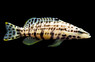 Harlequin Basslet