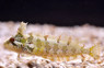 Haly's Weedfish
