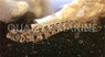 Browncheek Barnacle Blenny