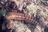 Fourline Combtooth Blenny