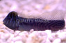 Oyster Blenny 
