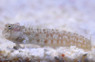 Delicate Blenny