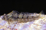 Warthead Blenny