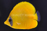 Golden Semilarvatus Butterflyfish